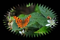 comma, butterfly, comma butter-3
